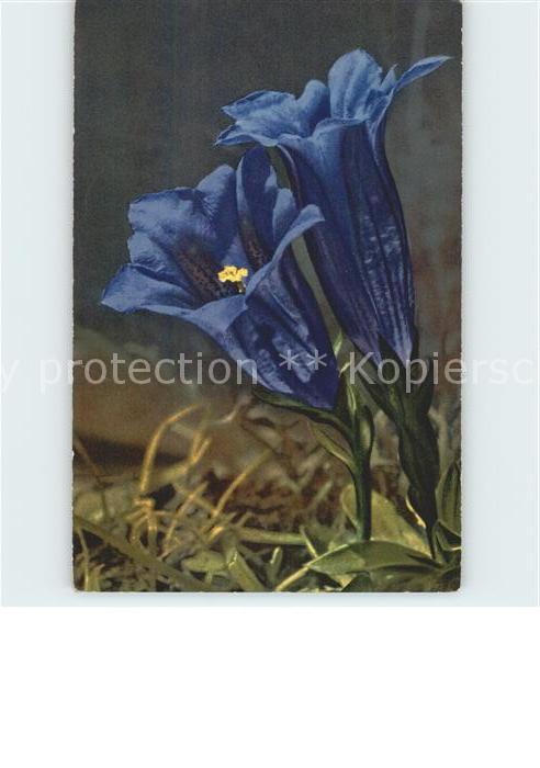 Blumen Enzian Gentiana Clusii