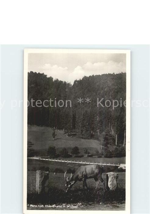 Hirsch Hans Klein-Enzhof Wildbad