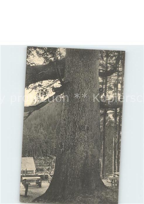 Baeume Trees Tanne Forsthaus im Rollwassertal