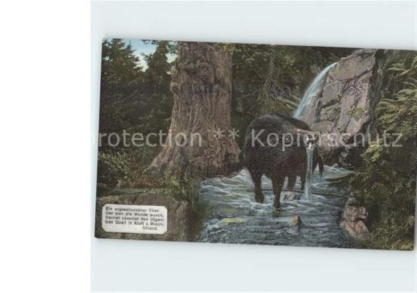 Schweine Wildschwein Eber Gedicht Uhland Wildbad