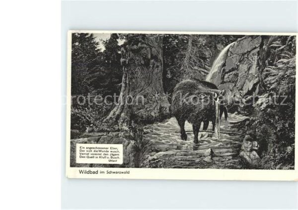 Schweine Wildschwein Eber Gedicht Uhland Wildbad
