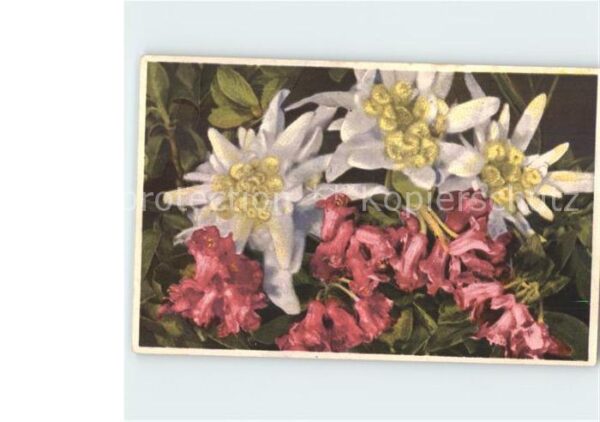 Edelweiss Alpenrosen
