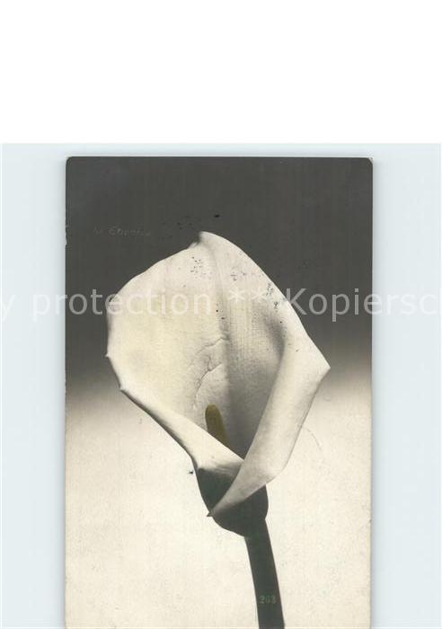 Blumen Drachenwurz Calla