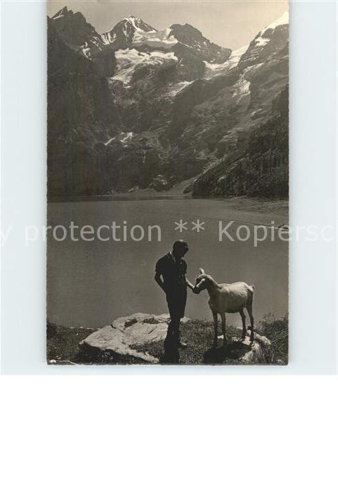 Ziege Kandersteg Öschinensee Blümlisalp