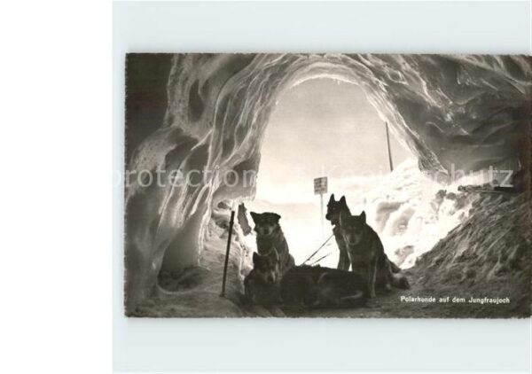 Hunde Polarhunde Jungfraujoch