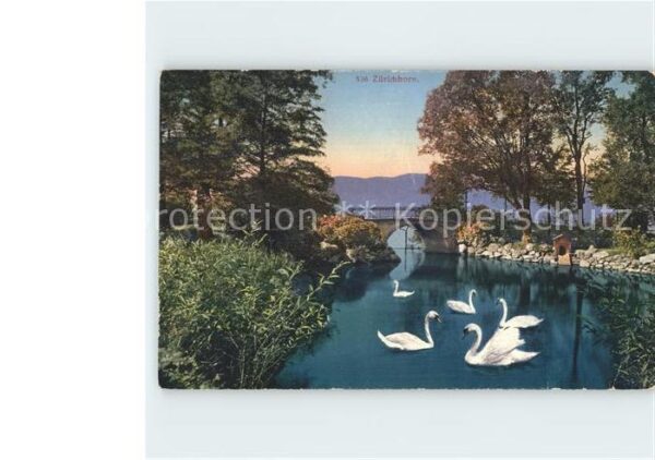 Schwan Schwäne Zürichhorn