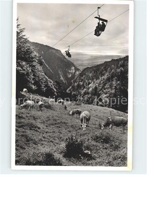 Sessellift Weissenstein Kühe Seeland
