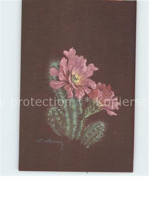 Kakteen Echinocereus Procumbens Künstlerkarte E