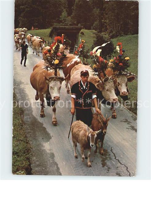 Kuehe Alpabfahrt Ziegen