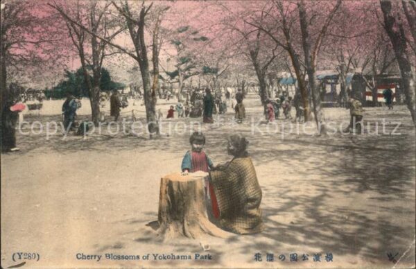 Japan Cherry Blossoms of Yokohama Park