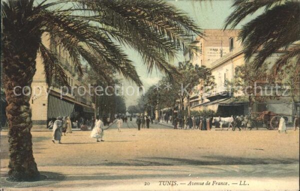 Tunis Avenue de France Palmier