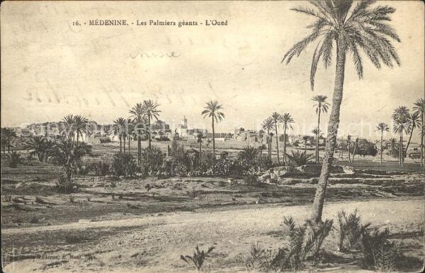 Medenine Djeffera Les Palmiers geants l'Oued