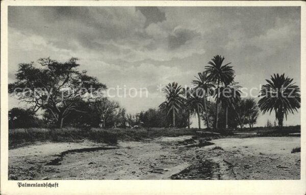 Afrika Africa Afrique Volksleben Typen Palmenlandschaft