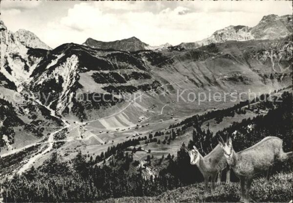 Liechtenstein  Gemse Kitzen Malbuntal