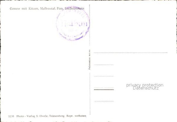 Liechtenstein  Gemse Kitzen Malbuntal – Bild 2