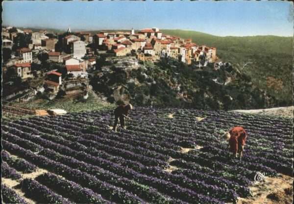 Tourrettes-sur-Loup Champ Violetztes