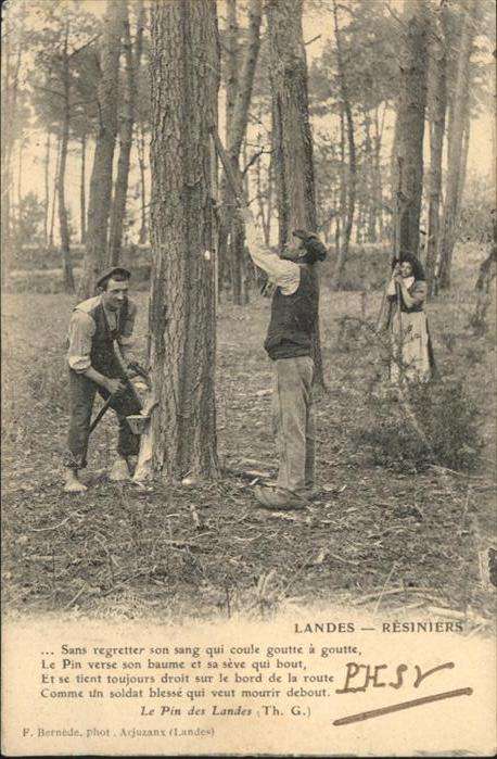 Landes Resiniers Harz Entfernung Baum