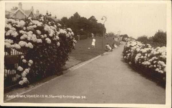 Shanklin Keats Green Shewing Hydrangeas
