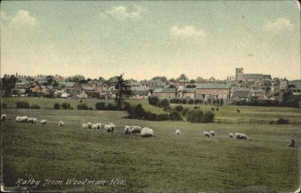 Woodman Hill Rarby  Schafe