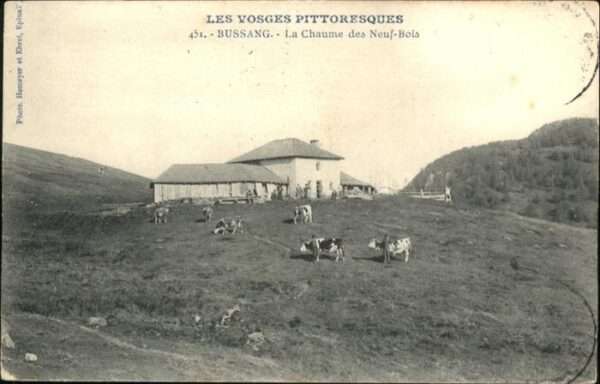 Bussang Chaume des Neuf Bois Kühe