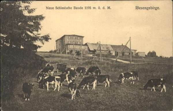 Schlesische Baude Riesengebirge Kühe