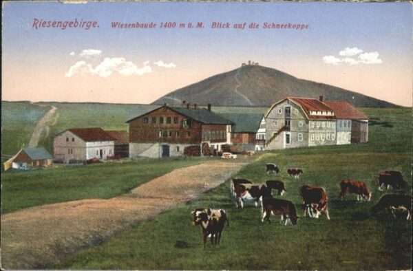 Wiesenbaude Riesengebirge Schneekoppe Kühe