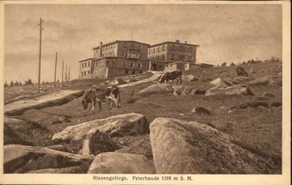 Peterbaude Riesengebirge Kühe