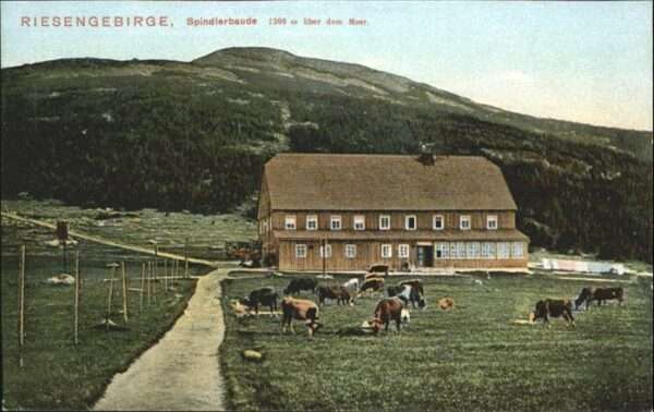 Spindlerbaude Riesengebirge Kühe