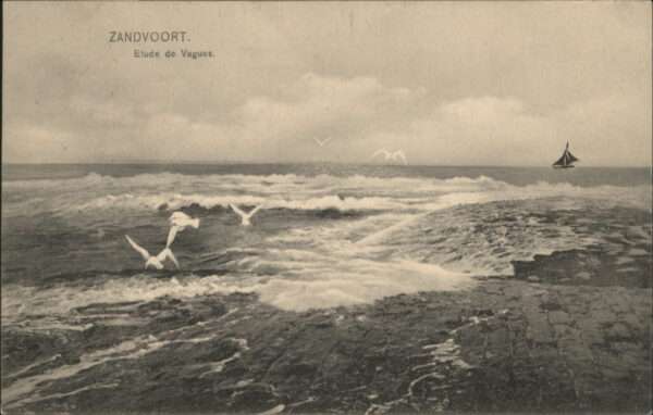 Zandvoort Holland Möwen