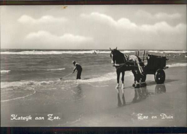 Katwijk aan Zee Pferd