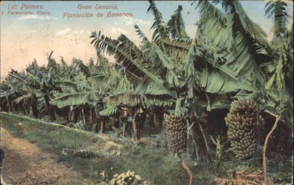Bananen las Palmas Gran Canaria