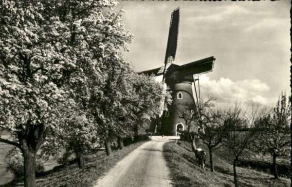 Beesd Windmühle Pferd