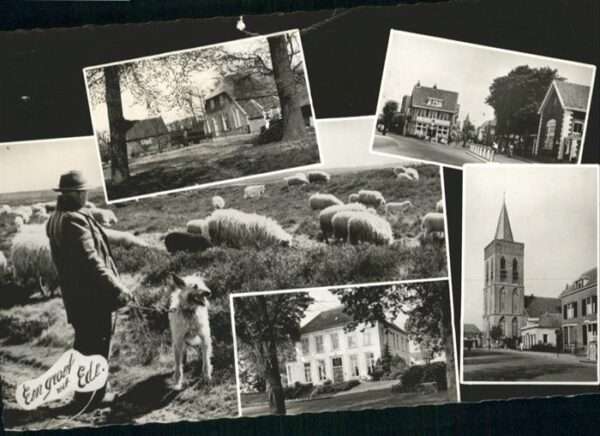 Ede Netherlands Hund Schafe Kirche