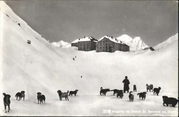Grand St Bernard Hunde Hospice