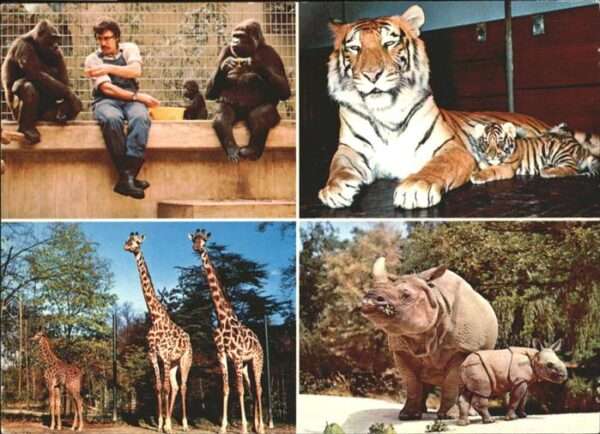 Basel BS Zoologischer Garten Löwe Giraffe Affe N