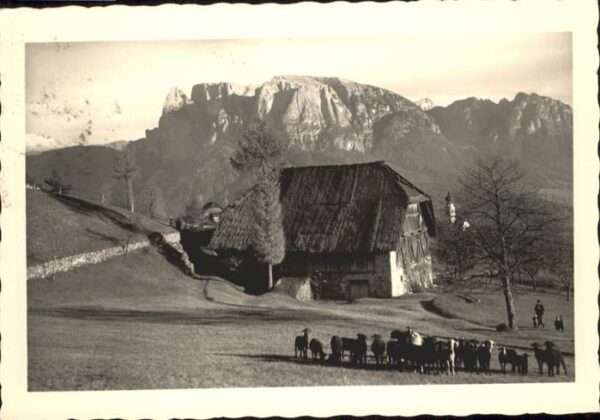 Renon Ritten Schafe