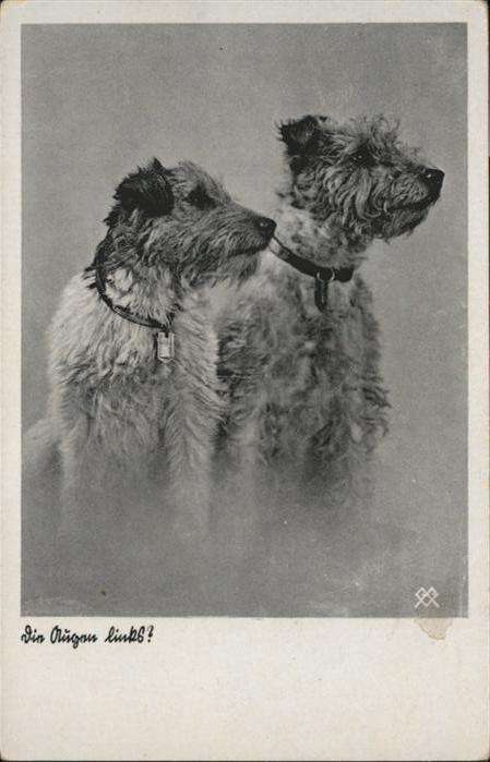 Hunde