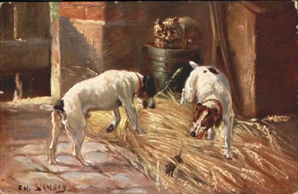 Hunde Jagd Katze