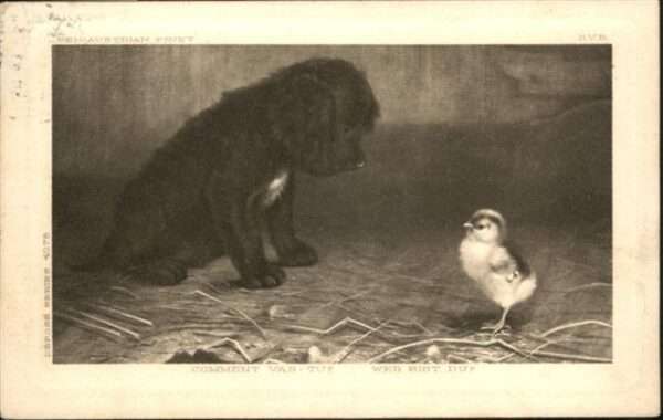 Hunde Küken