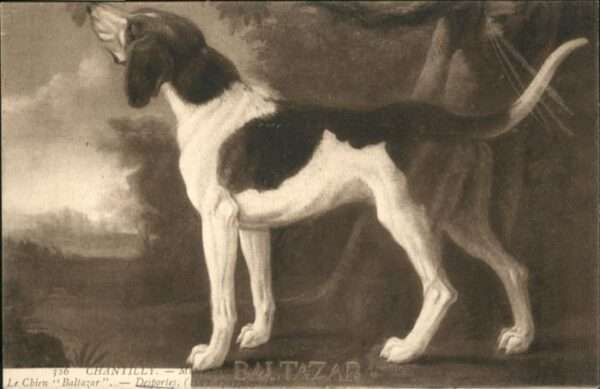 Hunde Baltazar Chantilly