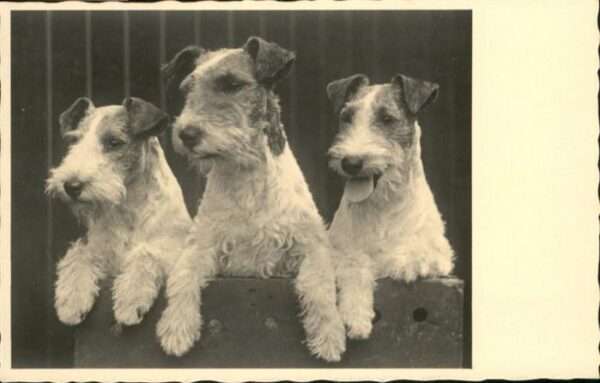 Hunde