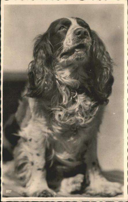 Hunde