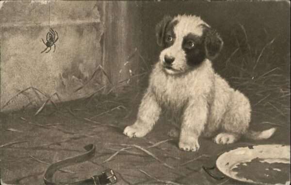 Hunde Spinne