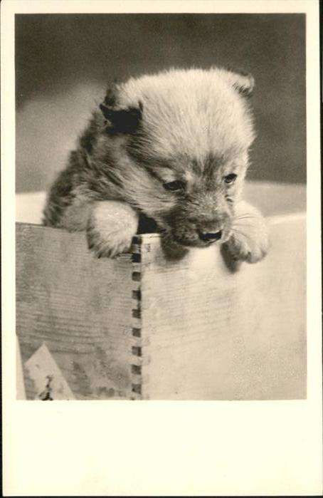 Hunde