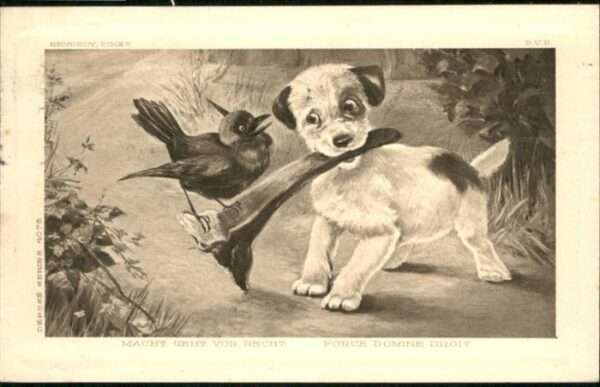 Hunde Vogel