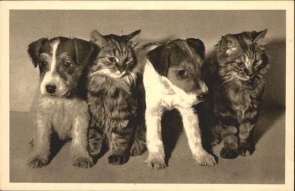 Hunde Katzen Tierschutzverein Wien