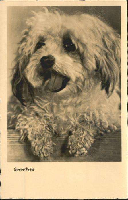 Hunde Zwerg-Pudel