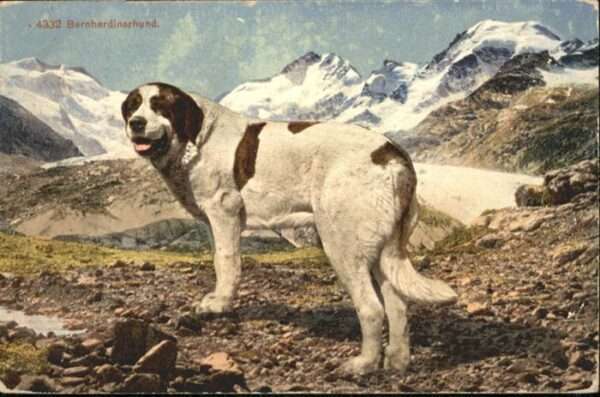 Hunde Bernhardiner