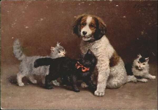 Hunde Katze