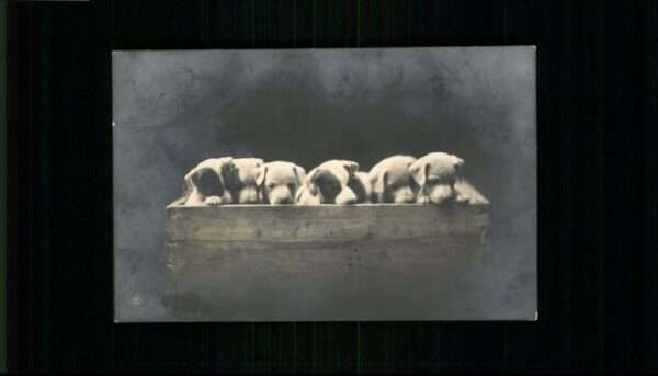 Hunde